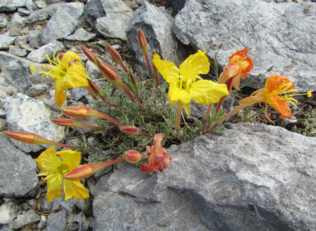 Evening Primrose